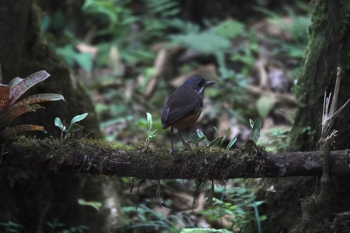 Tororoí Bigotudo - ML646986469