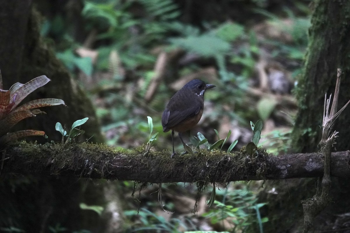 Tororoí Bigotudo - ML646986470