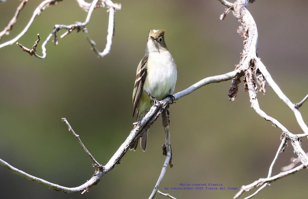 Fiofío Crestiblanco - ML646986472
