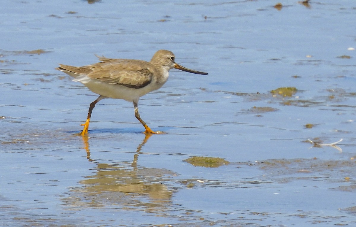 Andarríos del Terek - ML646986473