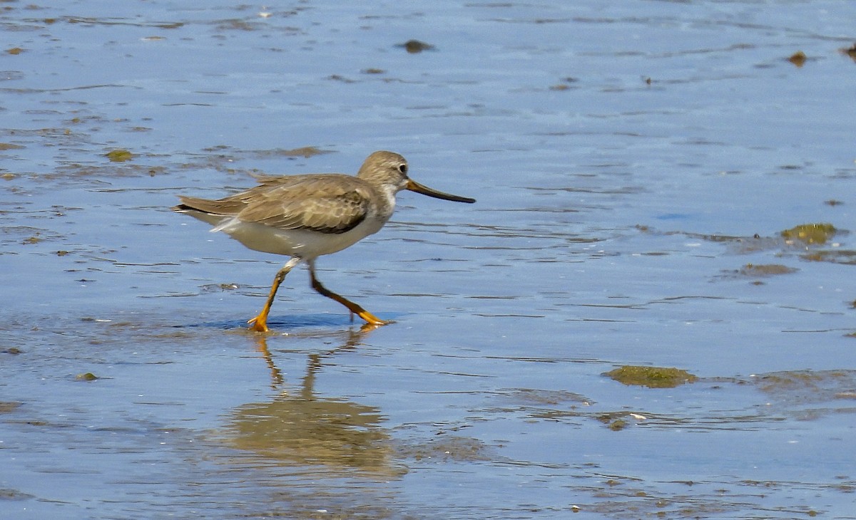 Andarríos del Terek - ML646986474