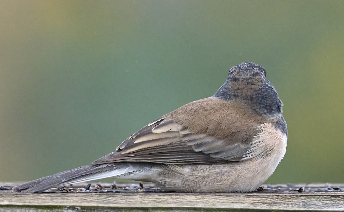 Junco Ojioscuro (de Oregón) - ML646986476