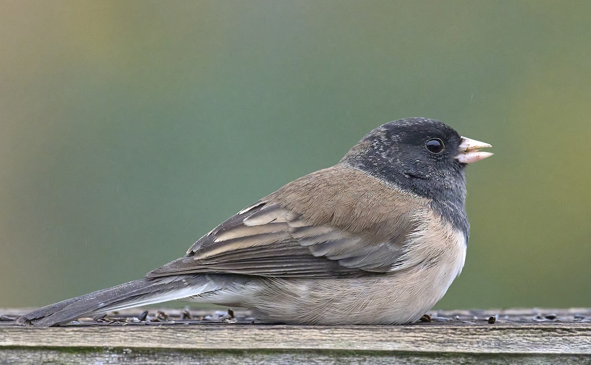 Junco Ojioscuro (de Oregón) - ML646986477