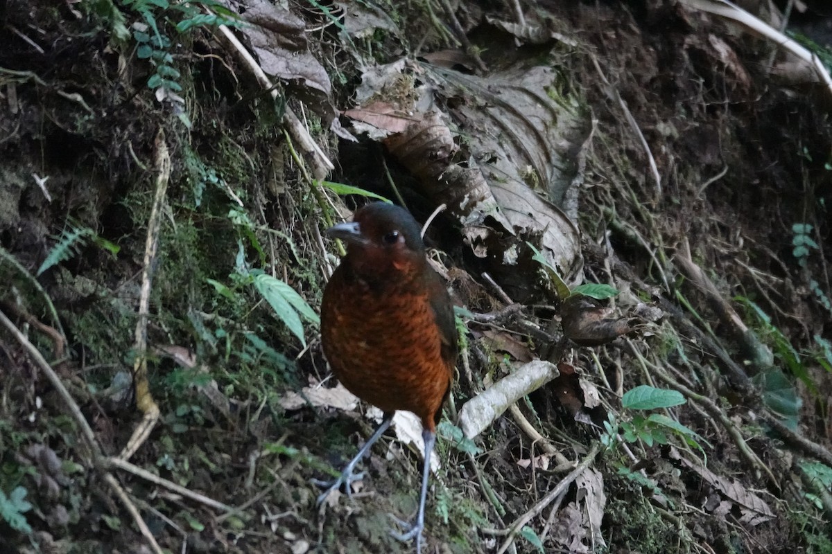 Tororoí Gigante - ML646986478