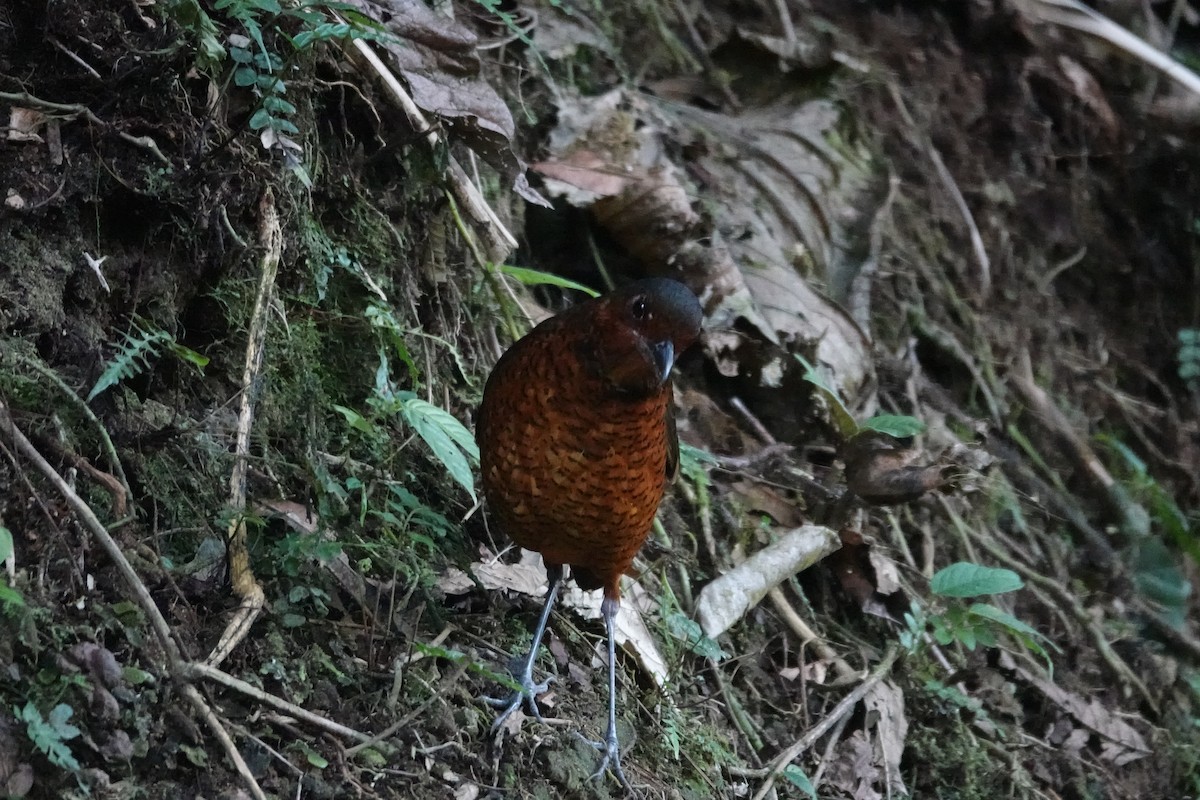 Tororoí Gigante - ML646986479