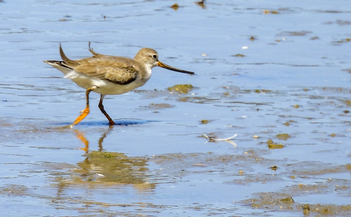 Andarríos del Terek - ML646986480