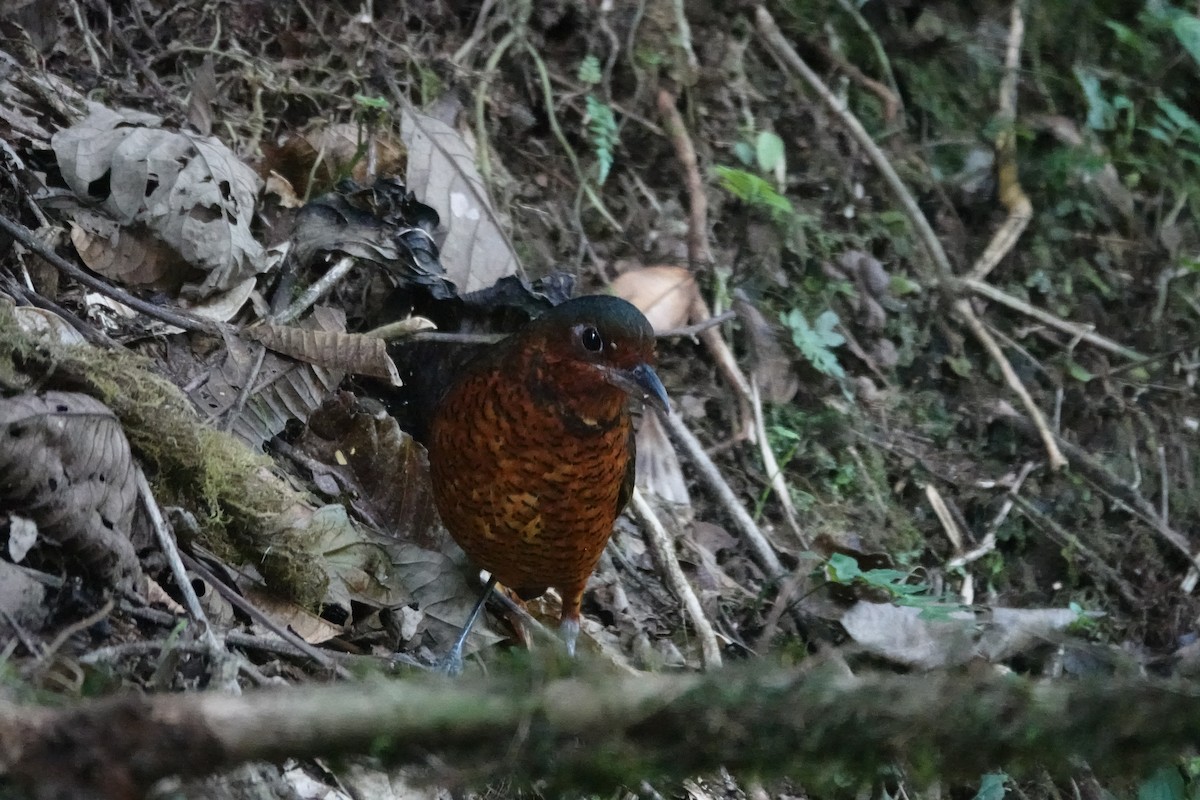 Tororoí Gigante - ML646986481