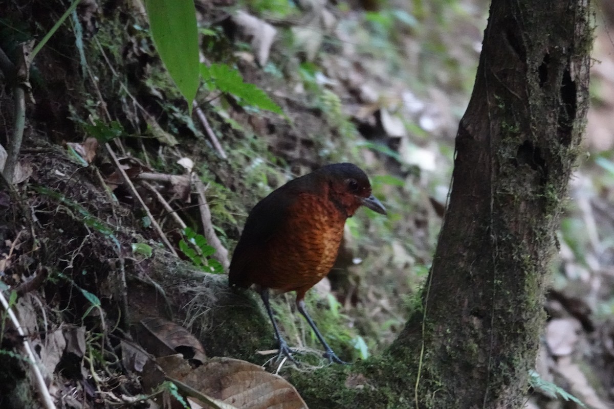 Tororoí Gigante - ML646986482