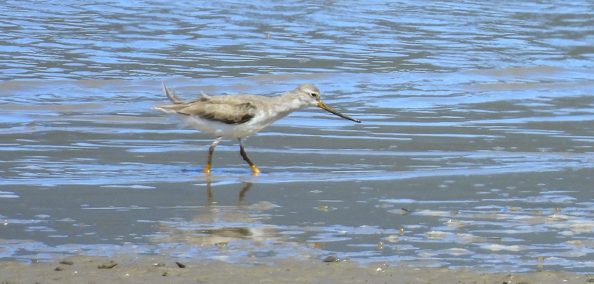 Terek Sandpiper - ML646986484