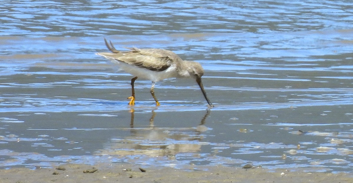 Terek Sandpiper - ML646986485