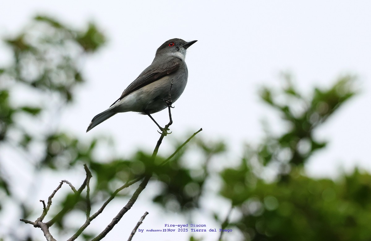 Diucón - ML646986487