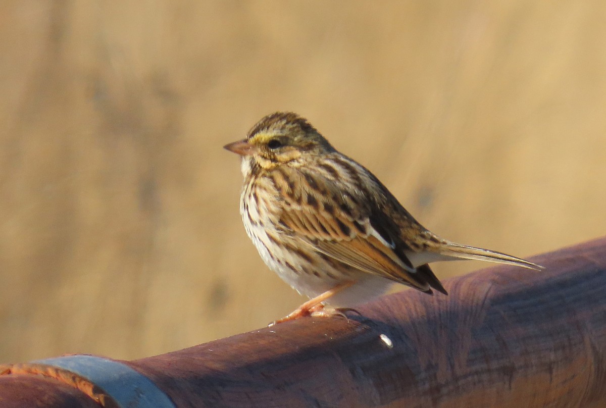 Chingolo Sabanero - ML646986489