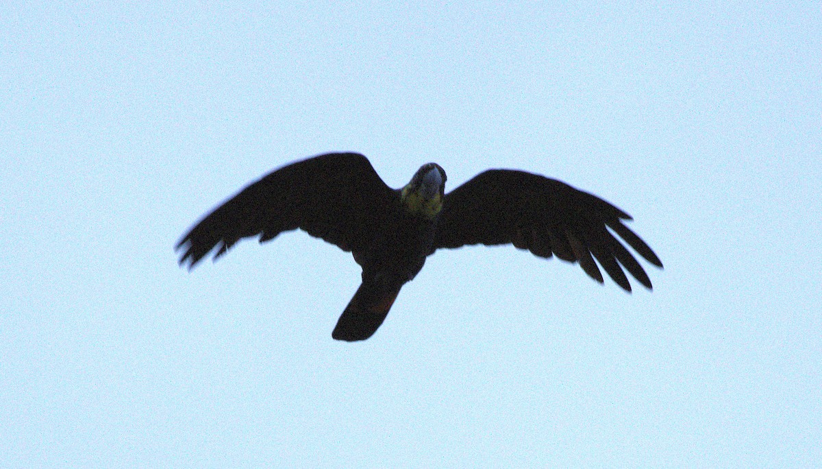 brunkakadu - ML646986491