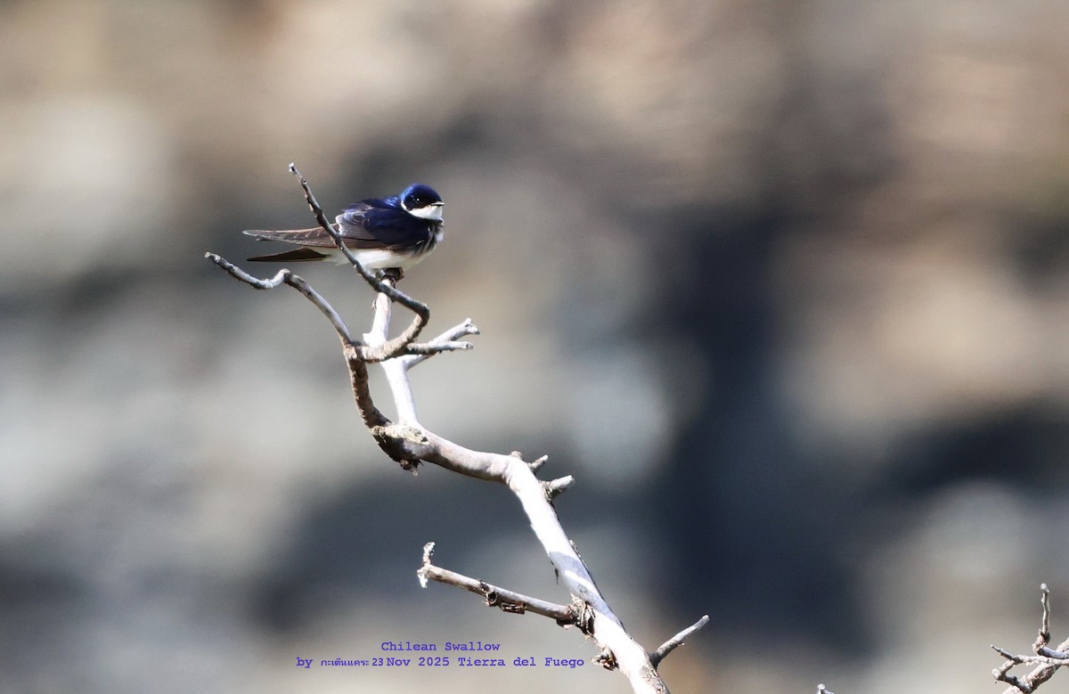 Golondrina Chilena - ML646986492