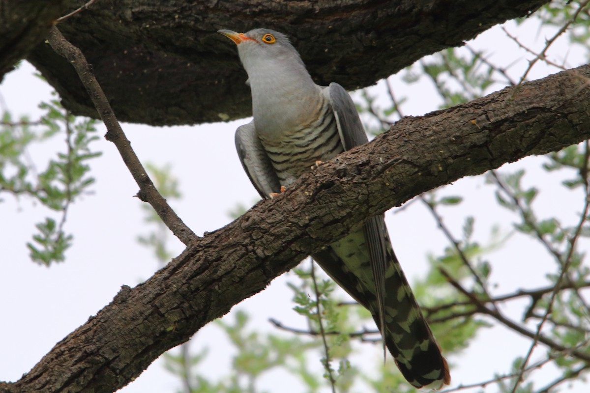 African Cuckoo - ML646986493