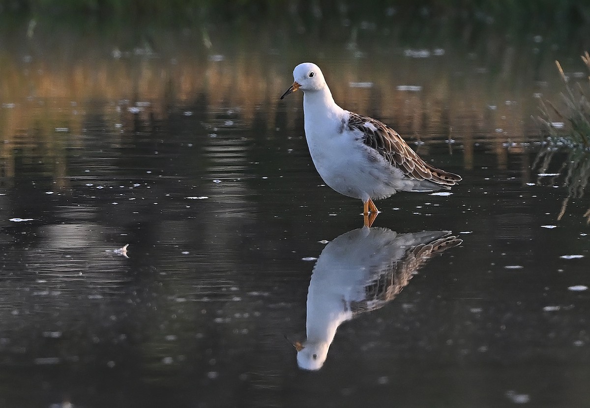 Combatiente - ML646986494