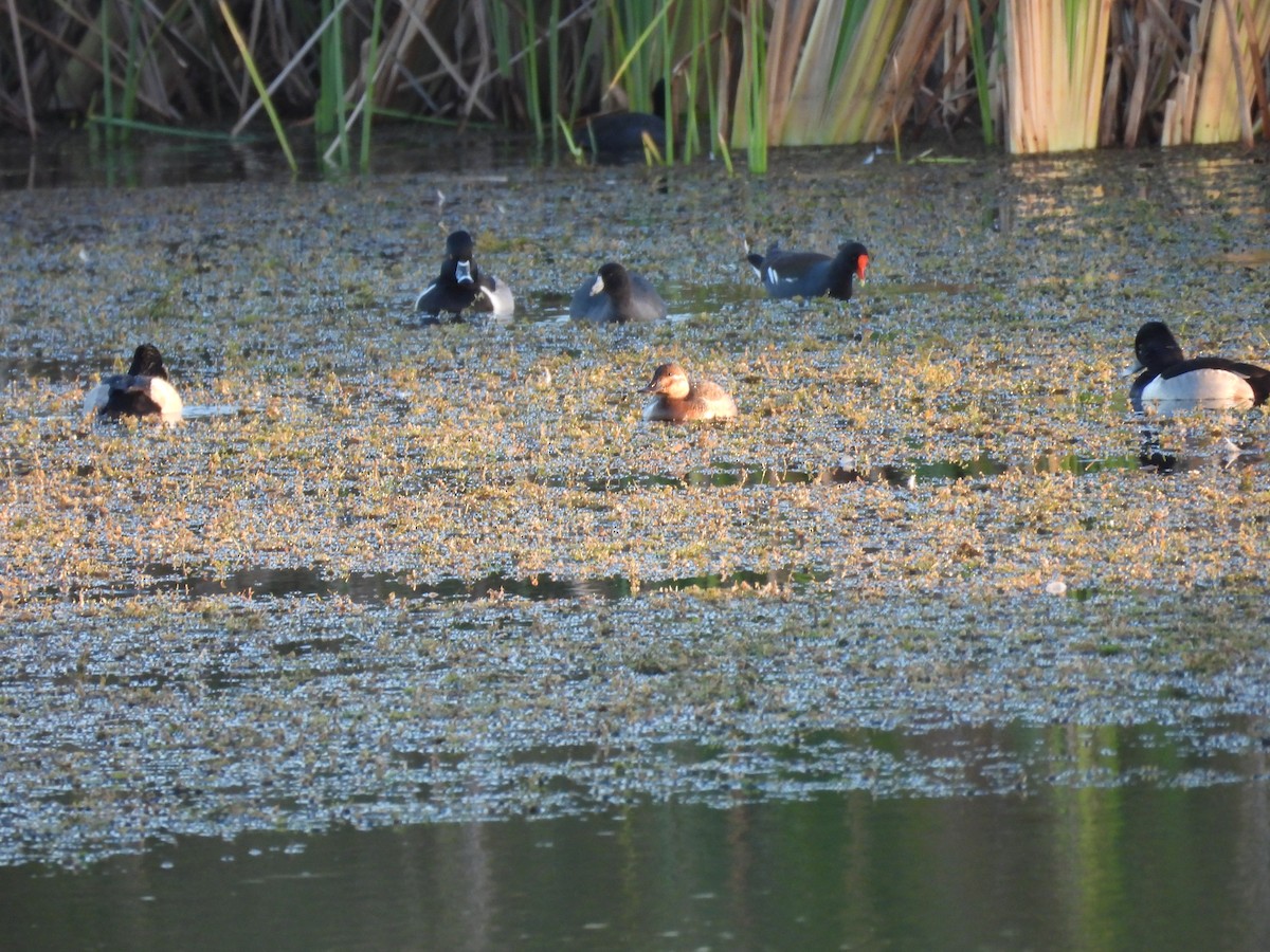 Malvasía Canela - ML646986495