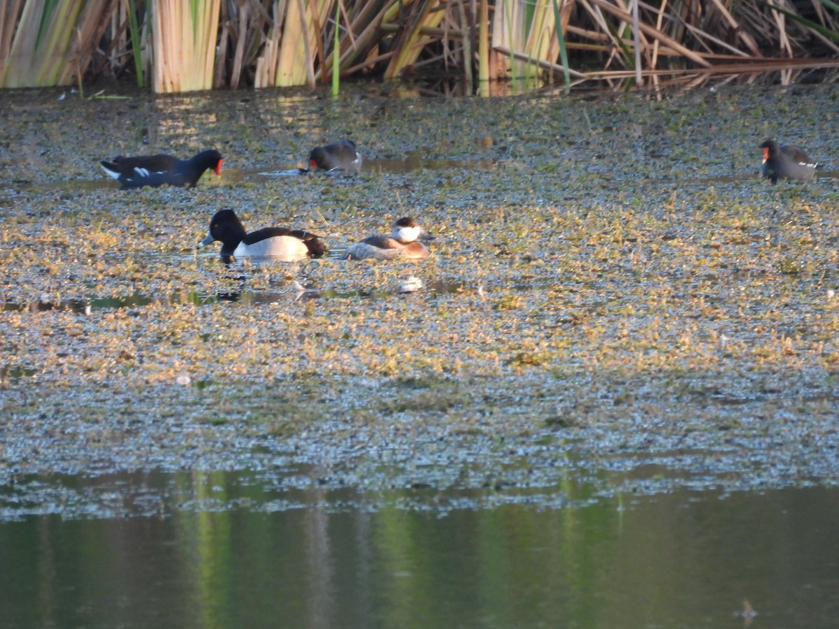 Malvasía Canela - ML646986496
