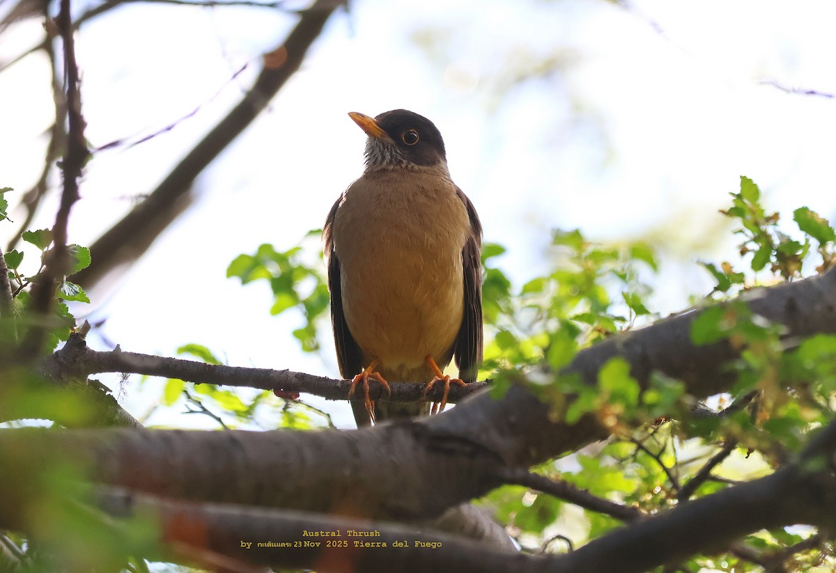 Zorzal Patagón - ML646986497