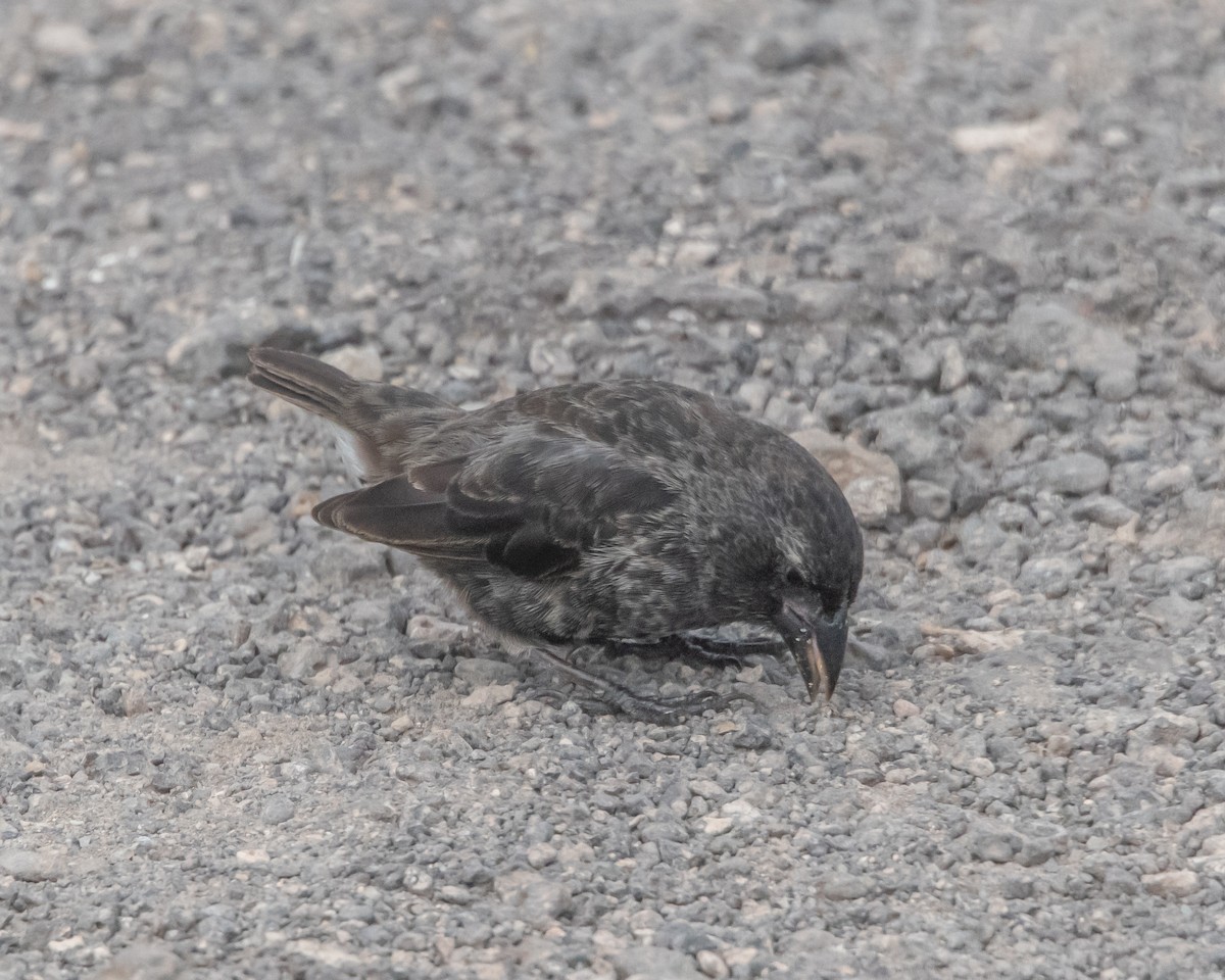 Pinzón de Darwin de Isla Española - ML646986499