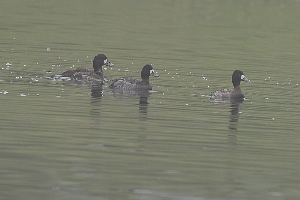 Porrón Bola - ML646986500