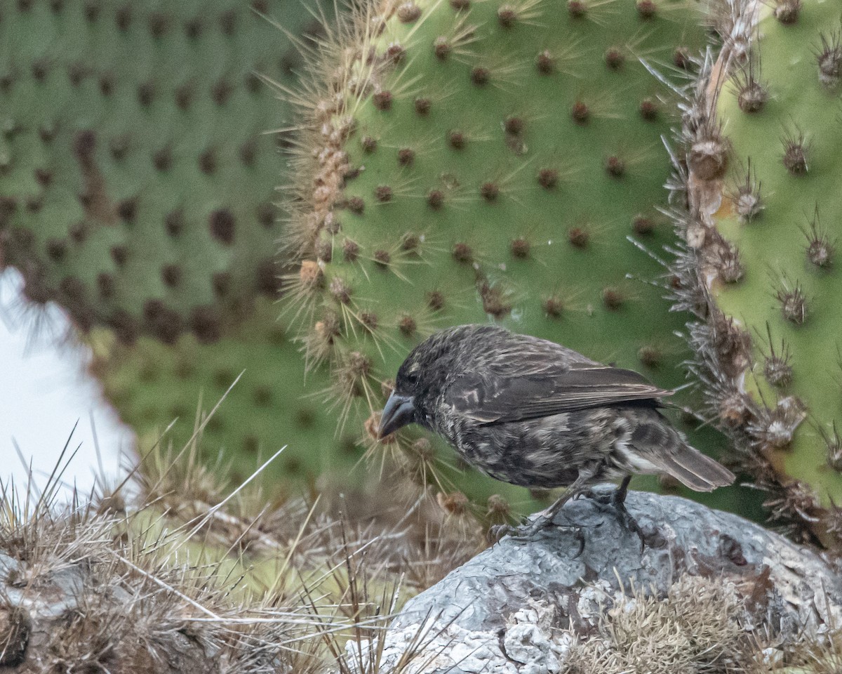 Common Cactus-Finch - ML646986501