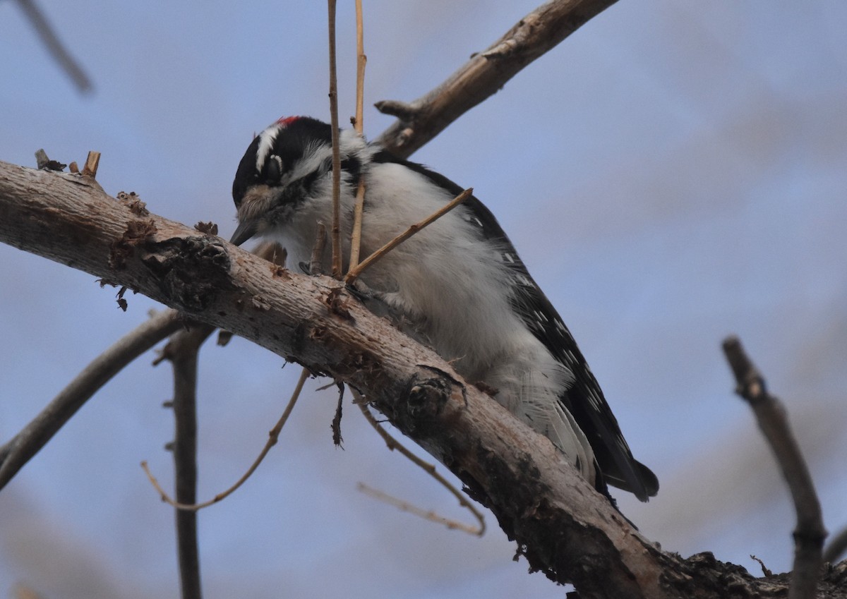 Pico Pubescente (leucurus/glacialis) - ML646986502