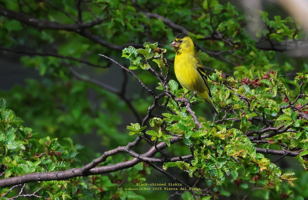 Black-chinned Siskin - ML646986503