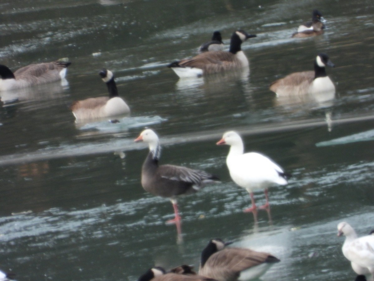 Ánsar Nival - ML646986504