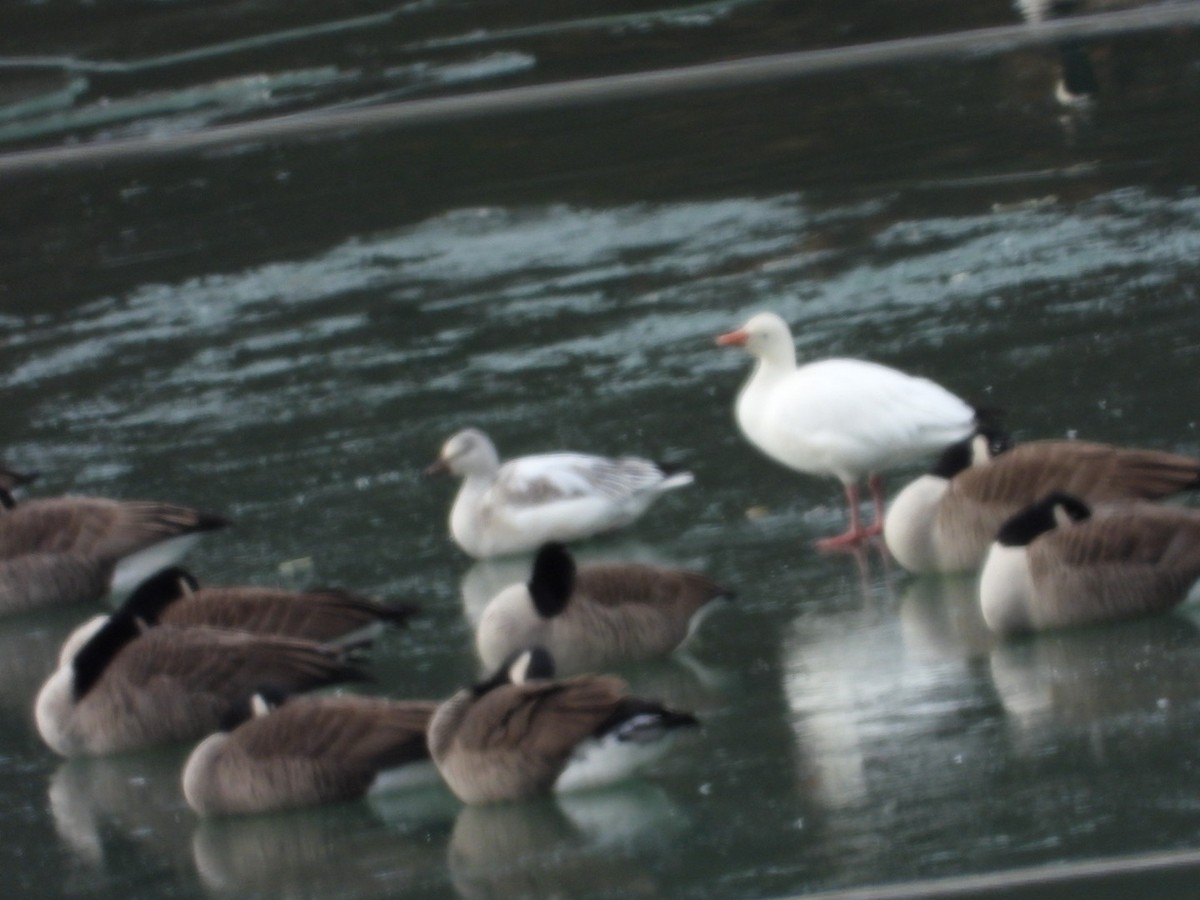 Ánsar Nival - ML646986505