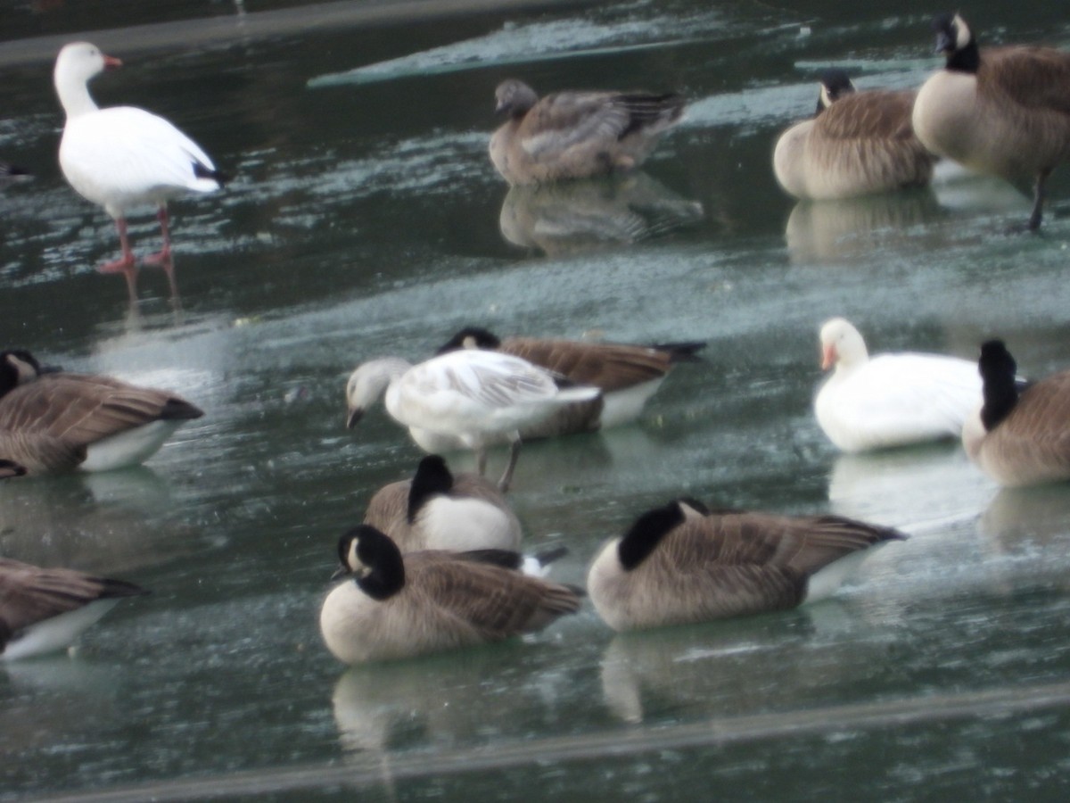 Ánsar Nival - ML646986506