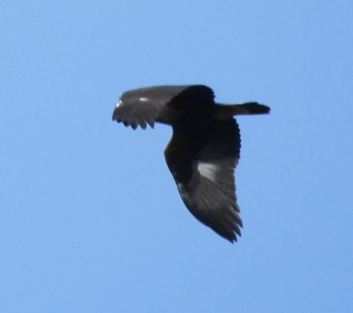 Golden Eagle - ML646986507