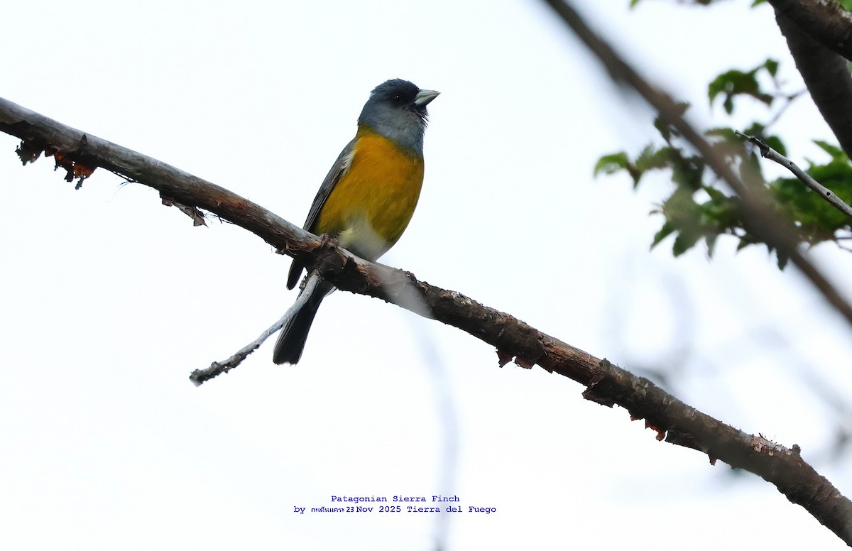 Patagonian Sierra Finch - ML646986508