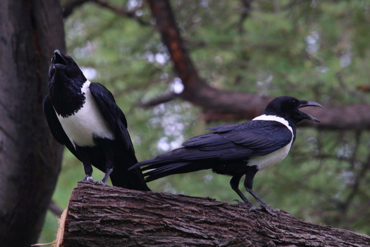 Pied Crow - ML646986509