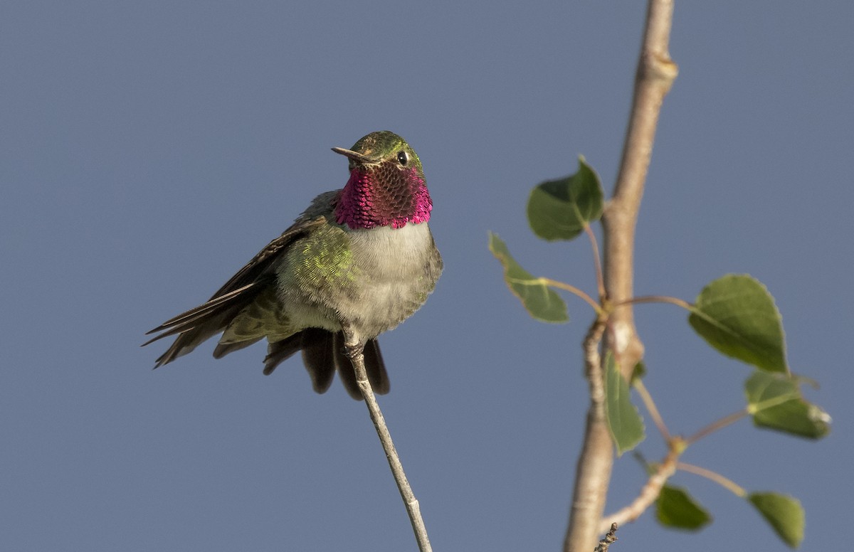 Broad-tailed Hummingbird - ML646986510