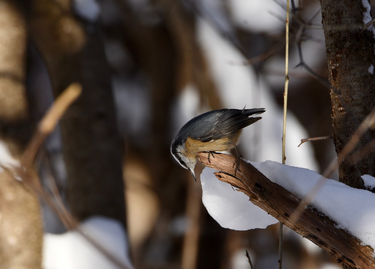 ムネアカゴジュウカラ - ML646986511