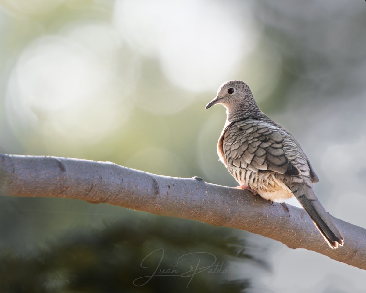 Inca Dove - ML646986512