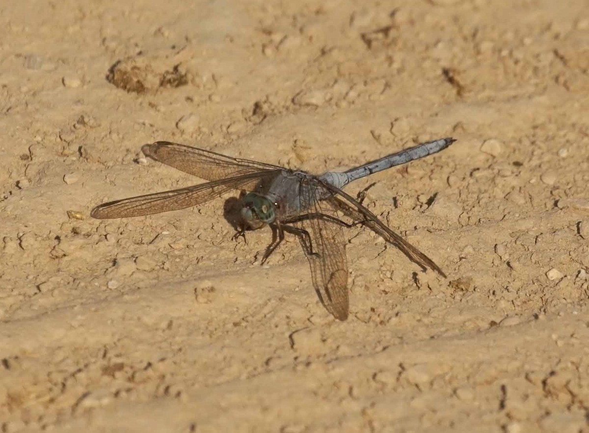 Epaulet Skimmer - ML646986513