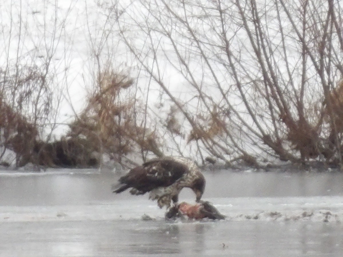 Bald Eagle - ML646986514