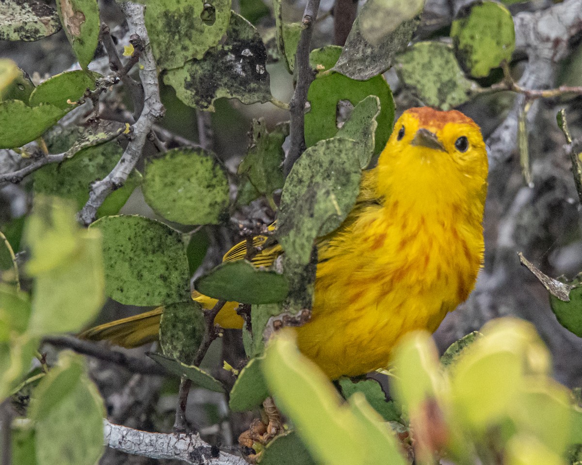 Mangrove Yellow Warbler (Galapagos) - ML646986516
