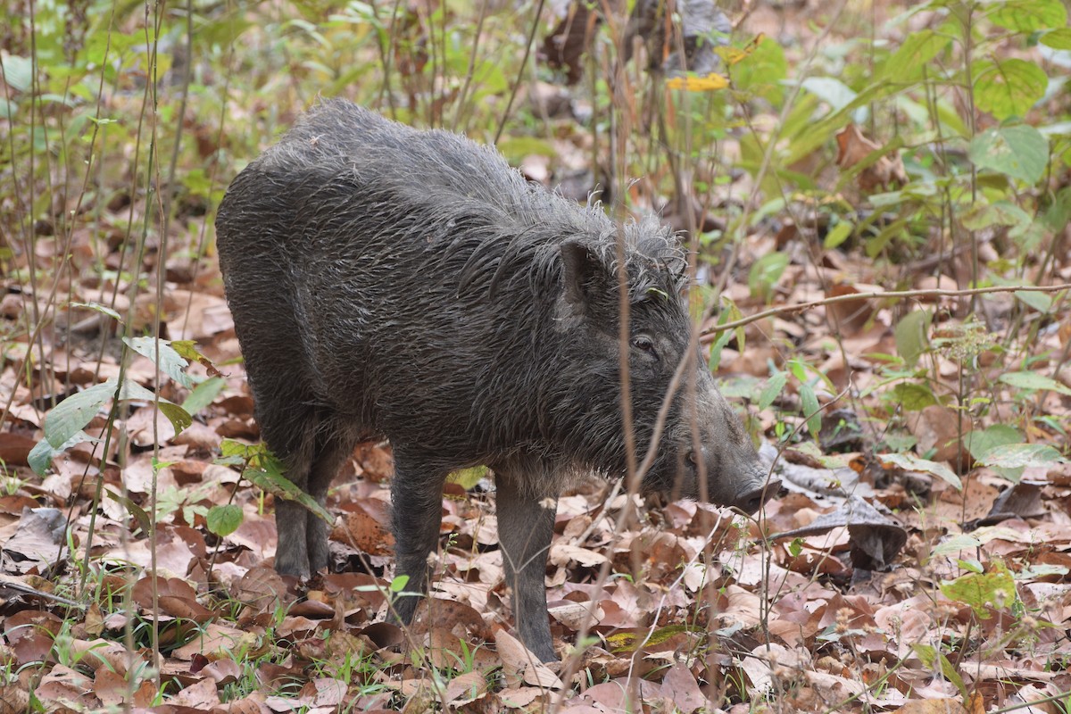 Кабан - ML646986517