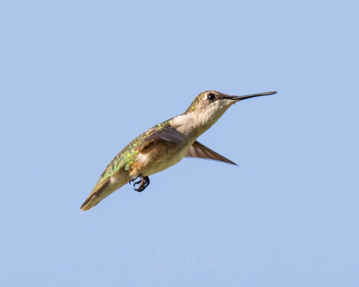 Ruby-throated Hummingbird - ML646986521