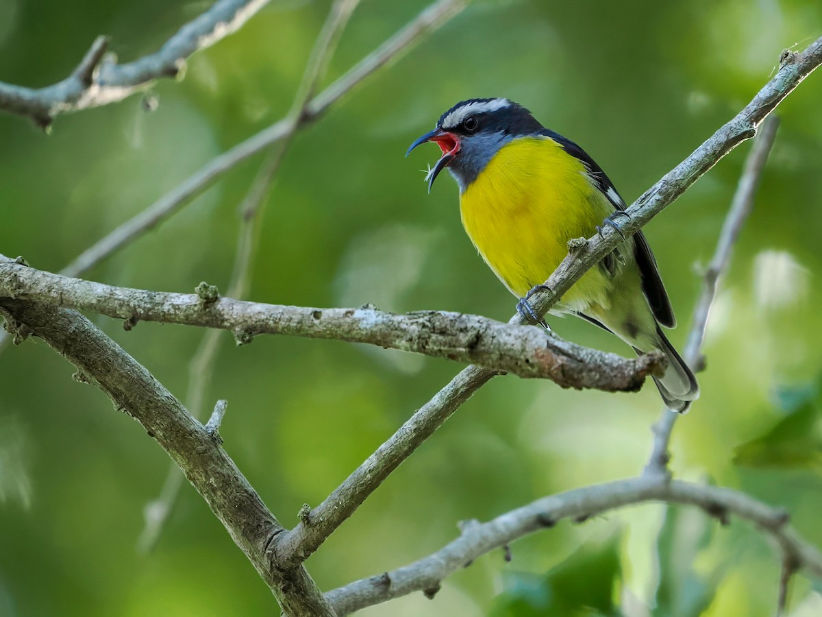 Sucrier à ventre jaune - ML646986522
