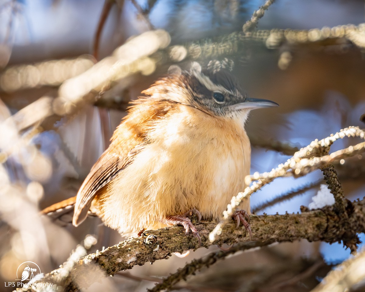 Carolina Wren - ML646986523