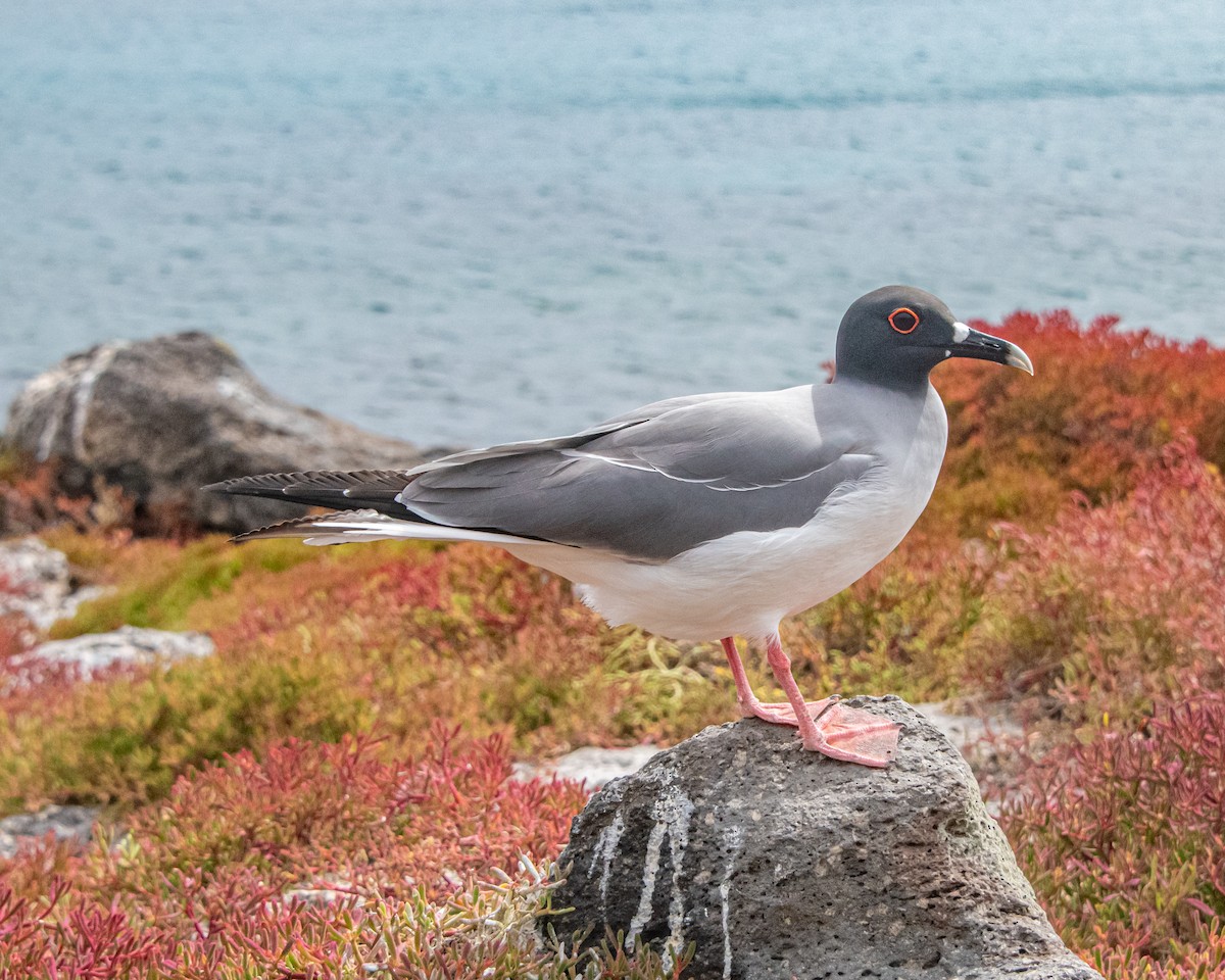 Swallow-tailed Gull - ML646986532