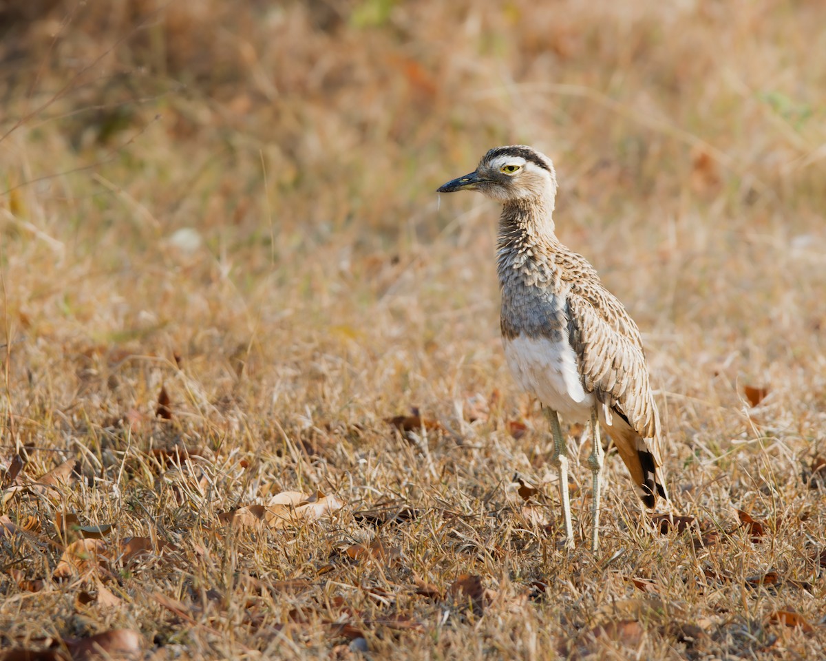Double-striped Thick-knee - ML646986533