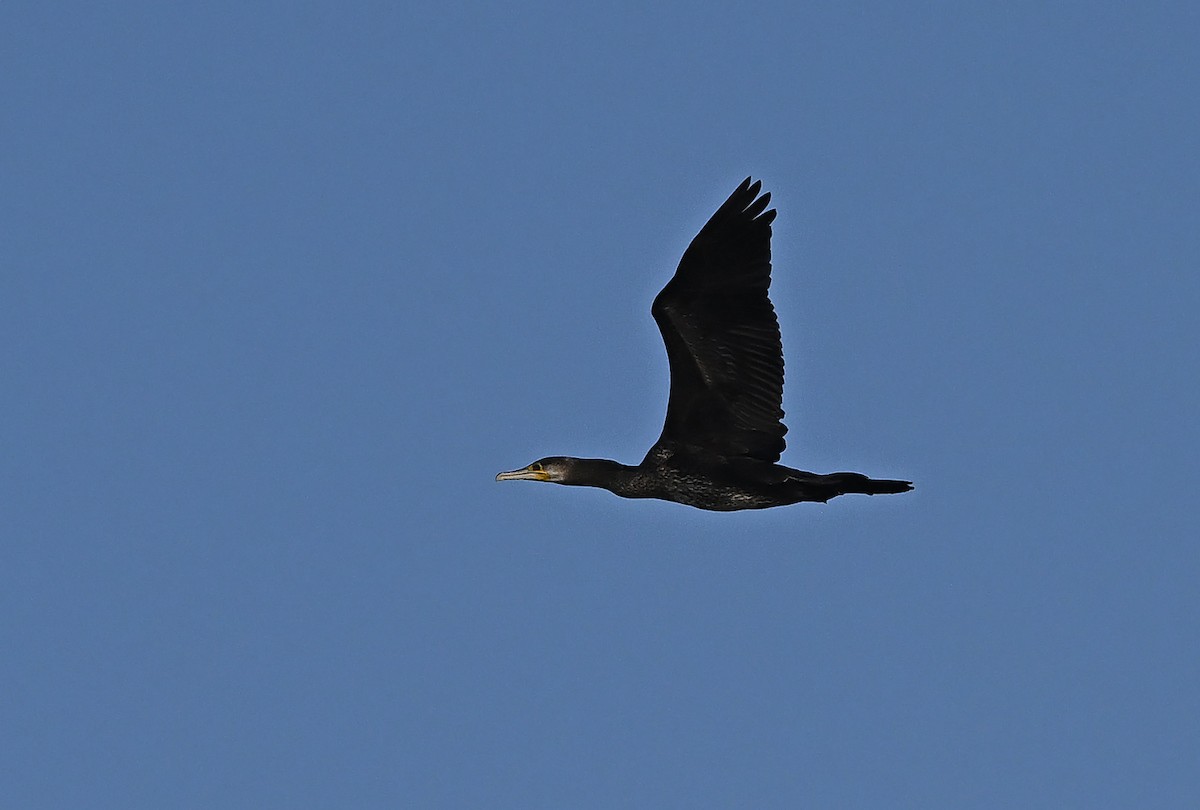 storskarv - ML646986534