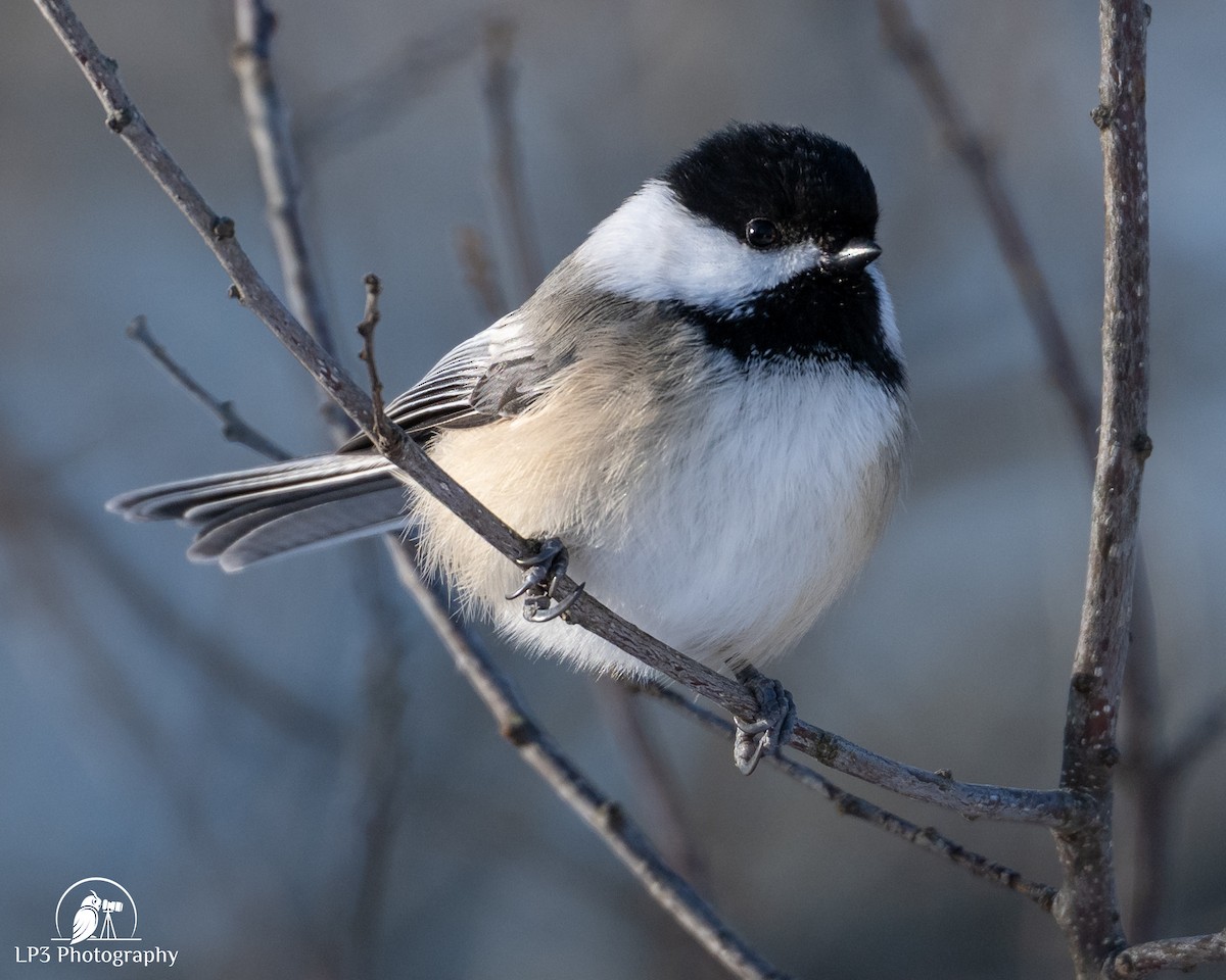 Black-capped Chickadee - ML646986537