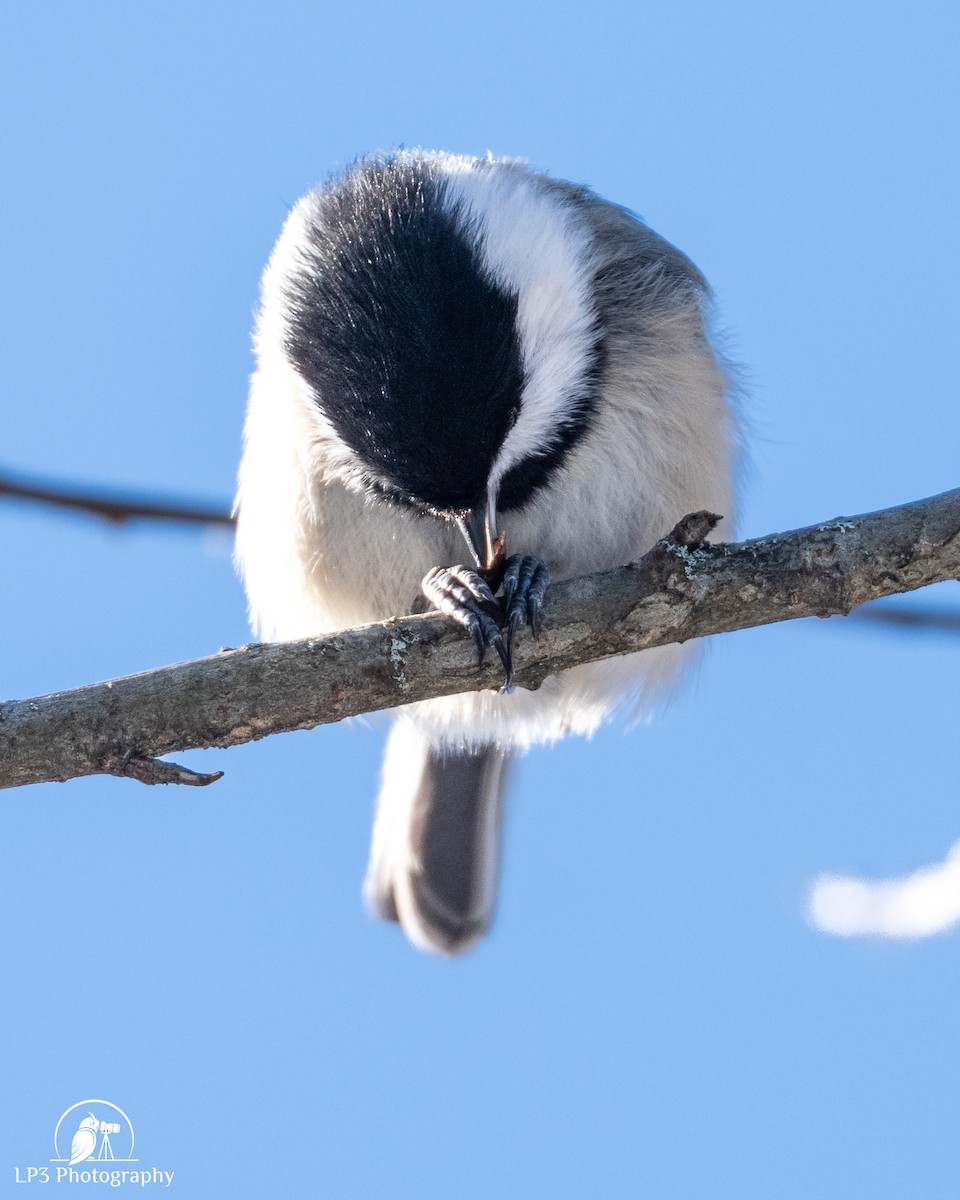 Black-capped Chickadee - ML646986538
