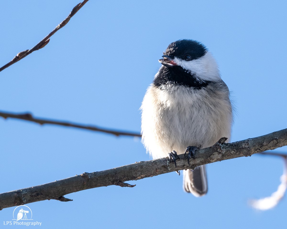 Black-capped Chickadee - ML646986539